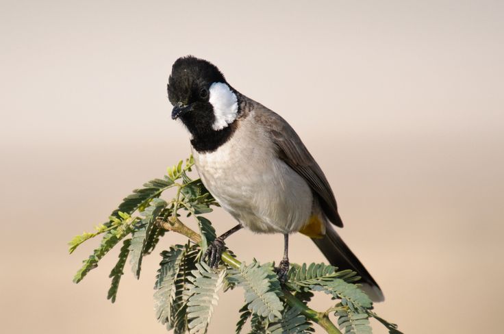 صور بلابل - اجمل صور لطائر البلبل الجميل- 5841 16