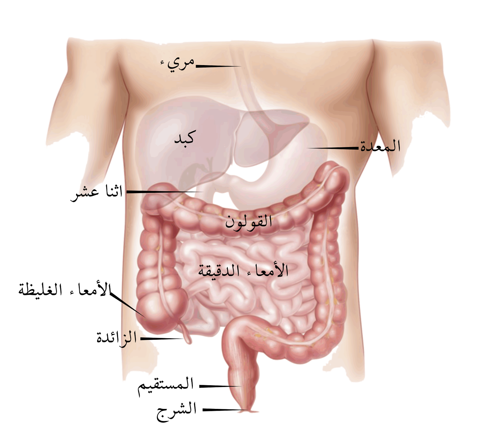 الزائدة الدودية , ماهى الزائده الدوديه التى توجد فى جسم الانسان