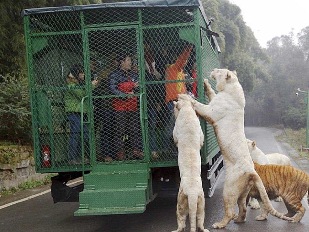 صور اغرب الحيوانات - حيوانات غريبه بالصور 12172 12