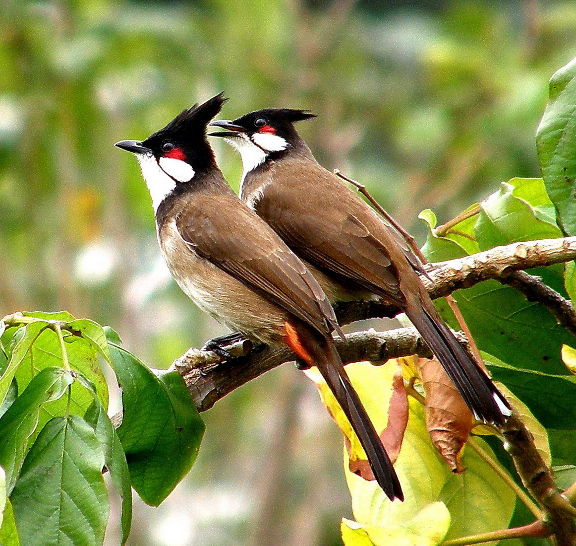 صور بلابل , اجمل صور لطائر البلبل الجميل؟