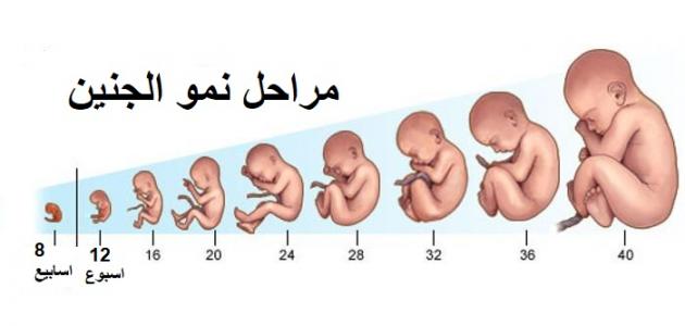 مراحل تكوين الجنين بالصور من اول يوم - الجنين من اول يوم للشهر التاسع