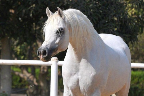 خيل عربي اصيل - اصالة الخيل العربي وجماله 1741 4