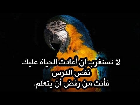 حكم اليوم - حكم اليوم لغد افضل 5777 10