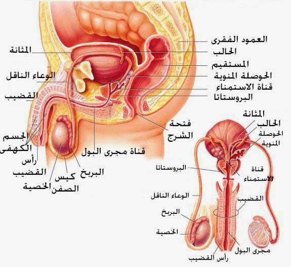 اسباب تضخم البروستاتا - اعراض مرض البروستاتا واسبابه 2805 1