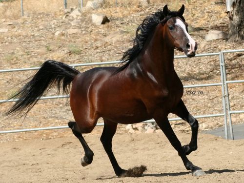 خيل عربي اصيل - اصالة الخيل العربي وجماله 1741 2