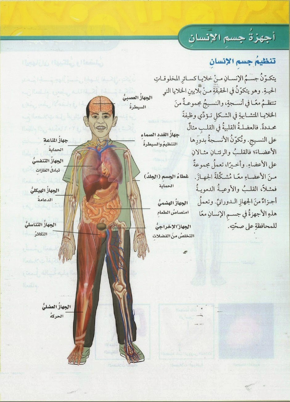 صور جسم الانسان - جسم الانسان و مكوناته بالصور 1017 5