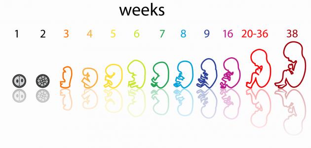 مراحل تكوين الجنين بالصور من اول يوم - الجنين من اول يوم للشهر التاسع 4116 4