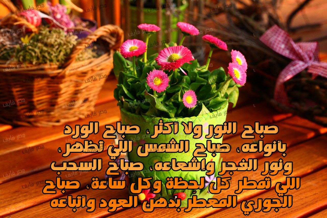 صور صباح الورد - اجمل صور مكتوبا عليها صباح الورد والفل 5366 17