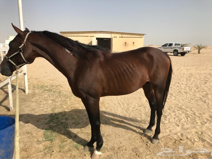 خيل عربي اصيل - اصالة الخيل العربي وجماله 1741 1