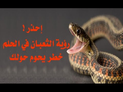 تفسير الثعبان في المنام - رؤية الثعبان في الحلم 2278 1