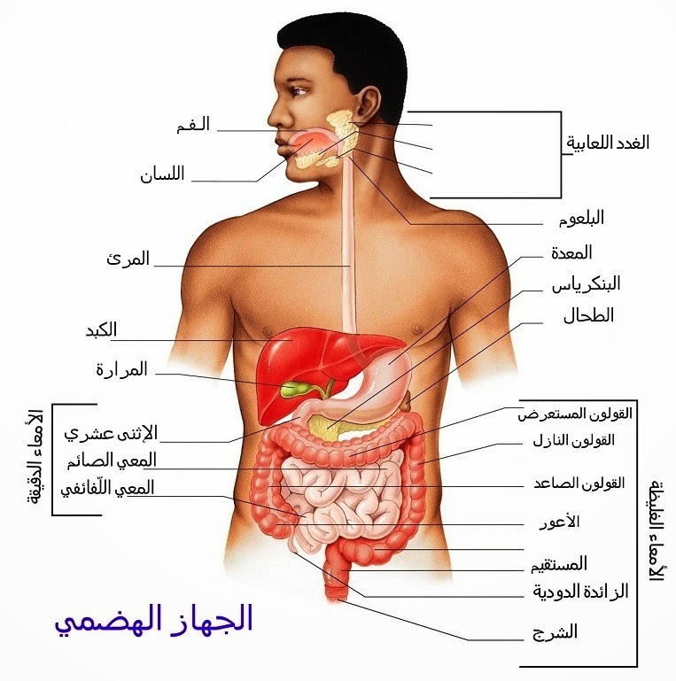 صور جسم الانسان - جسم الانسان و مكوناته بالصور 1017