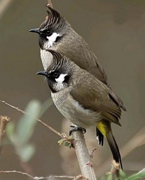 صور بلابل - اجمل صور لطائر البلبل الجميل- 5841 24