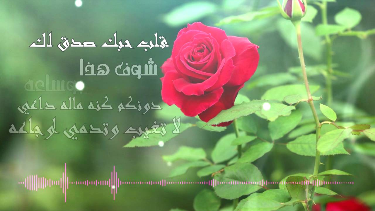 عبارات عن الورد - اجمل الكلام ف حب وعشق الورود 1447 8