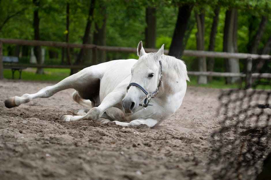 صور خيل - اجمل واحلي صور الخيول 5407 1