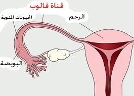 كيفية حدوث الحمل - الحمل عند المراه وكيفيه حدوثه 616