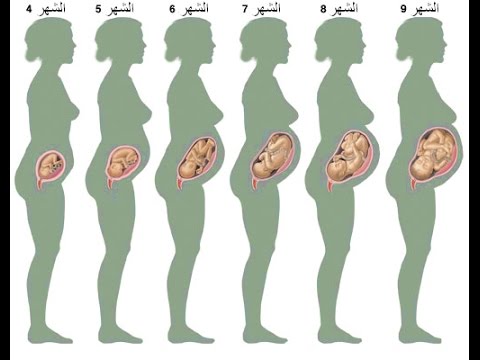 مراحل تكوين الجنين بالصور من اول يوم - الجنين من اول يوم للشهر التاسع 4116 7