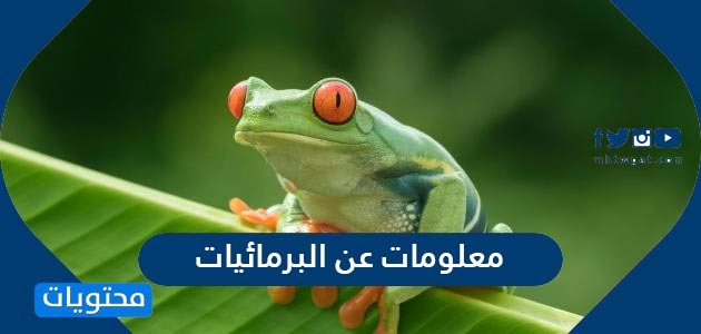 معلومات عن البرمائيات , مثيرة للاهتمام