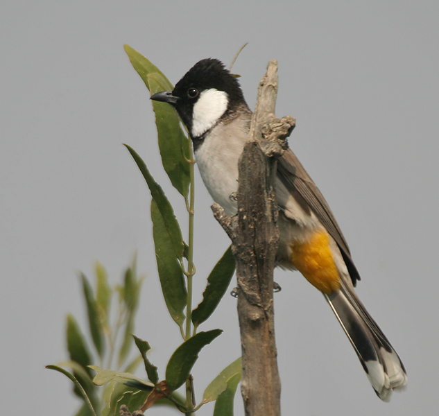 صور بلابل - اجمل صور لطائر البلبل الجميل- 5841 17