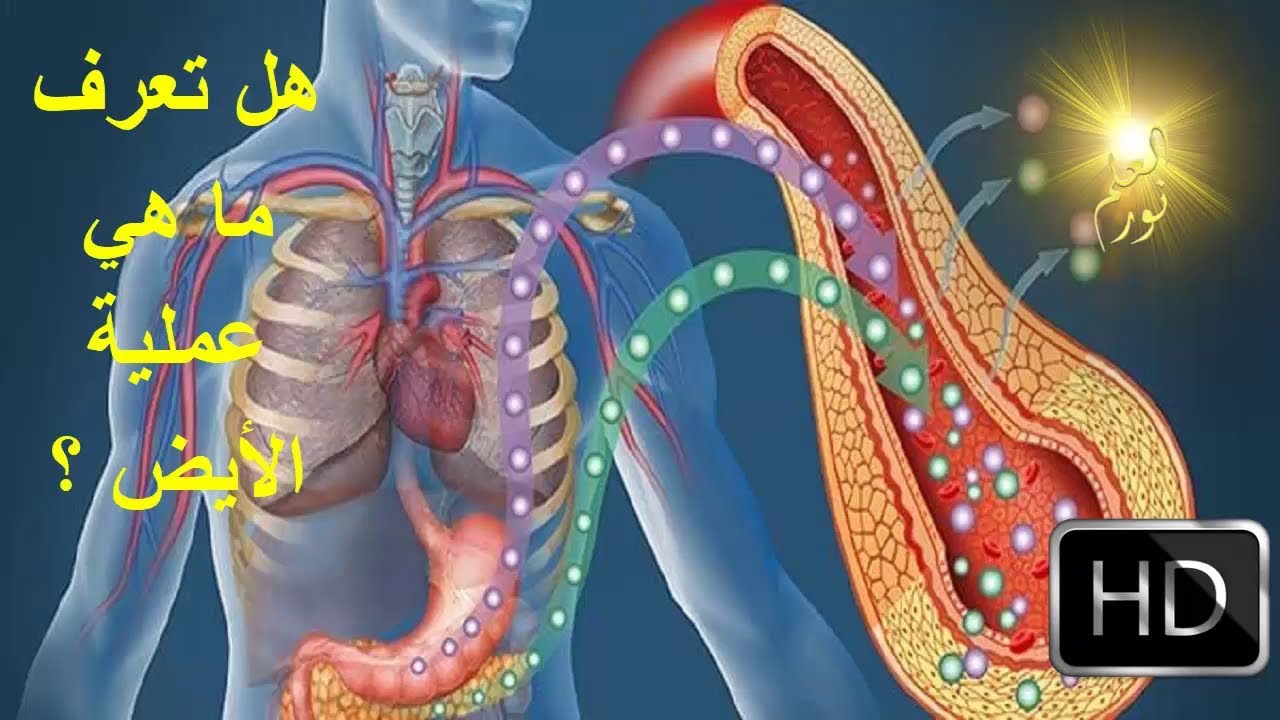 ما هي عملية الايض - شرح مفصل لعملية الايض 6569 2