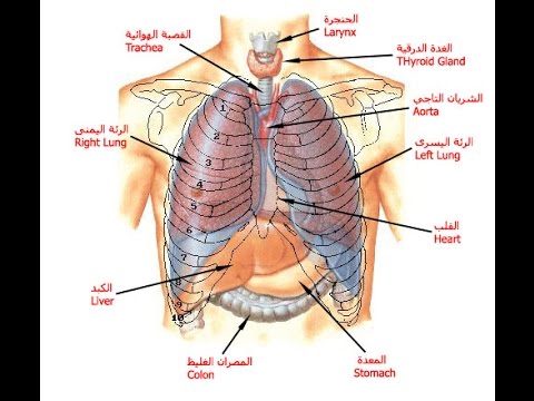 صور جسم الانسان - جسم الانسان و مكوناته بالصور 1017 8