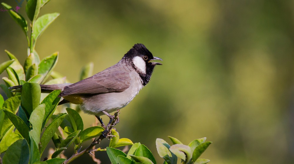 صور بلابل - اجمل صور لطائر البلبل الجميل- 5841 10