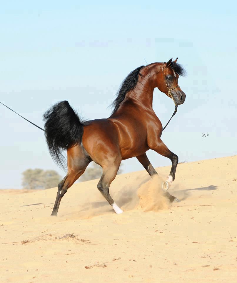 الخيل العربي الاصيل - صور لخيول عربيه جميله 476 3