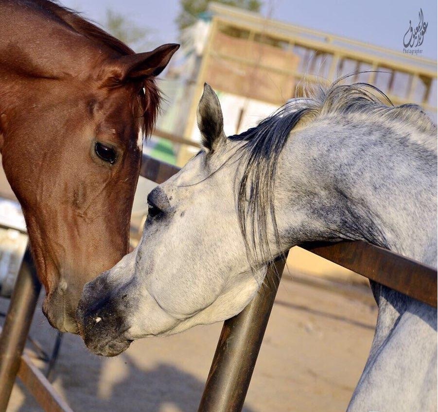 خيل عربي اصيل - اصالة الخيل العربي وجماله 1741 9