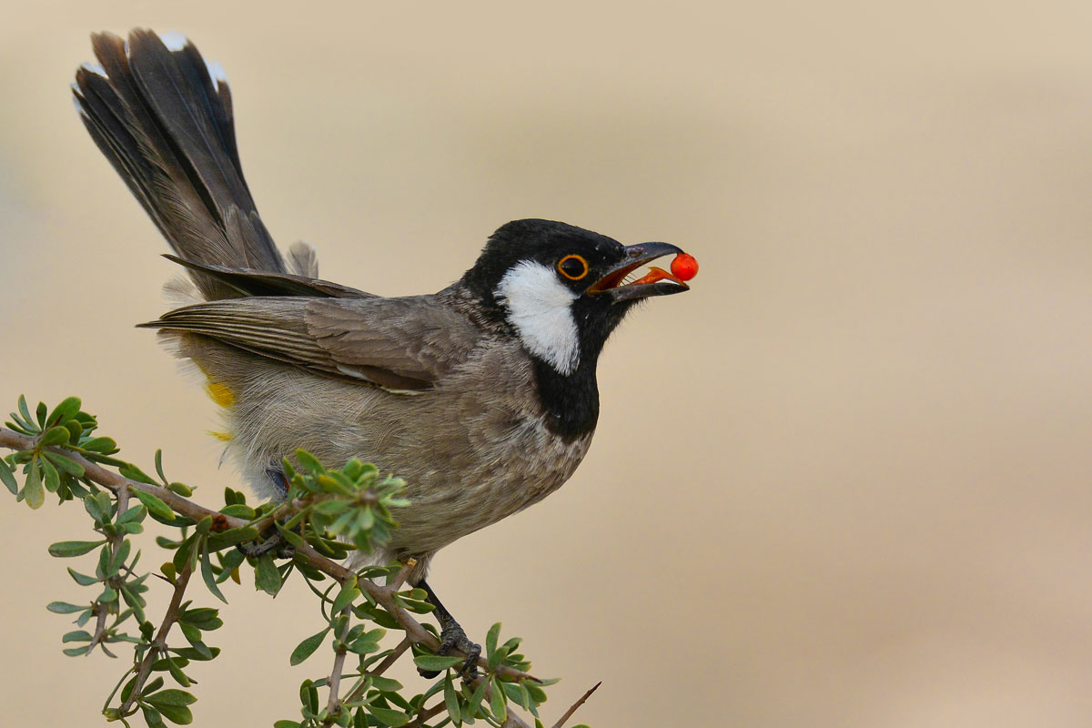 صور بلابل - اجمل صور لطائر البلبل الجميل- 5841 22