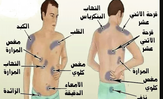 صور جسم الانسان - جسم الانسان و مكوناته بالصور 1017 2