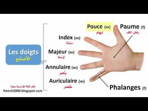 معلومات عن الجسد - اسماء اصابع القدم 12626 7