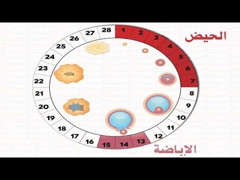 افضل وقت للحمل - الوقت المناسب للحمل 1801 2