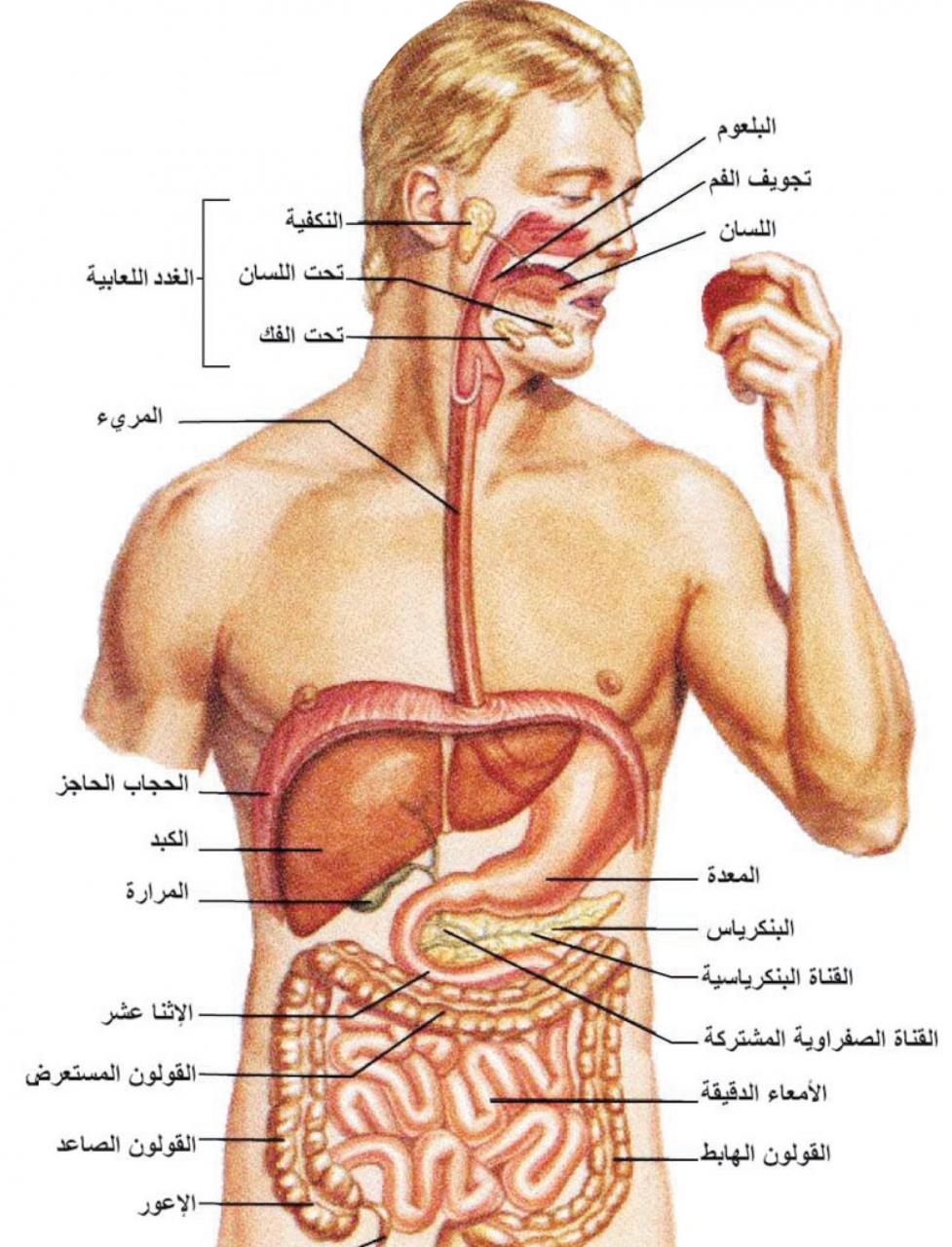 صور جسم الانسان - جسم الانسان و مكوناته بالصور 1017 7