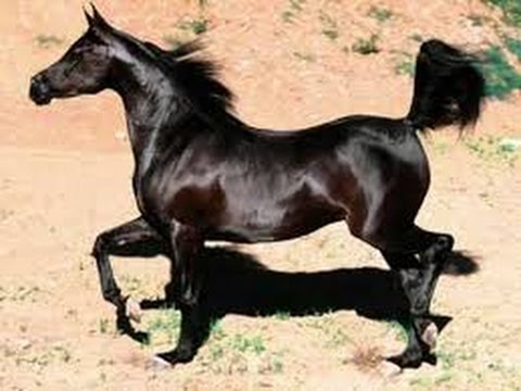 خيل عربي اصيل - اصالة الخيل العربي وجماله 1741 3