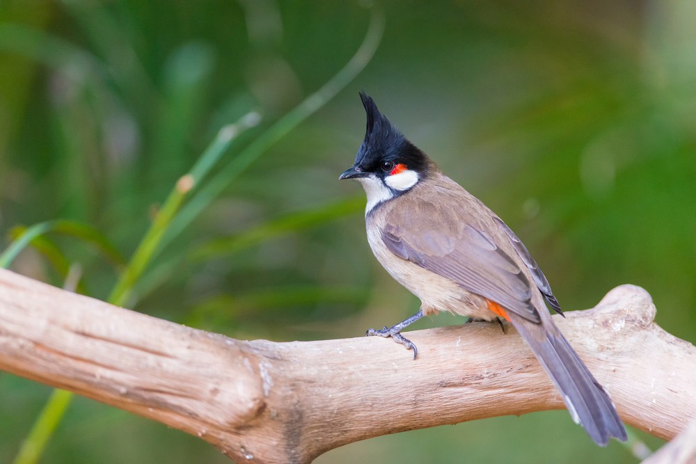 صور بلابل - اجمل صور لطائر البلبل الجميل- 5841 13