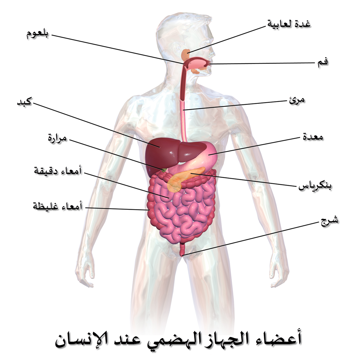 صور جسم الانسان - جسم الانسان و مكوناته بالصور 1017 3