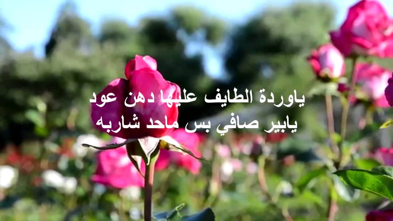 عبارات عن الورد - اجمل الكلام ف حب وعشق الورود 1447 1