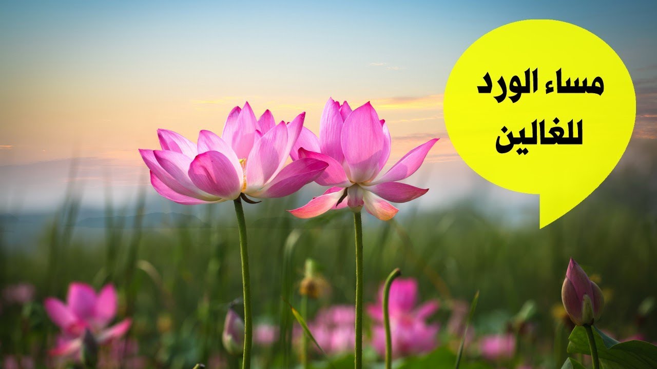 مساء الخير للغالين - اجمل العبارات المسائيه لنرسلها لاغلي الناس 1449 14