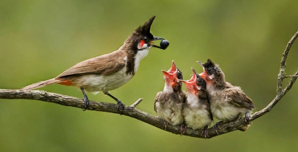 صور بلابل - اجمل صور لطائر البلبل الجميل- 5841 12