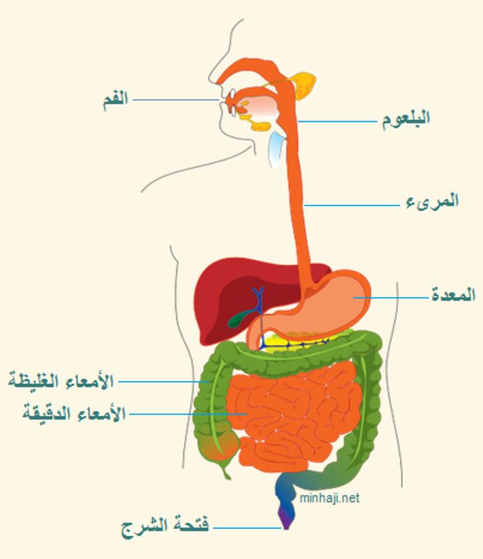 صور جسم الانسان - جسم الانسان و مكوناته بالصور 1017 6