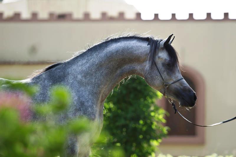 خيل عربي اصيل - اصالة الخيل العربي وجماله 1741 6