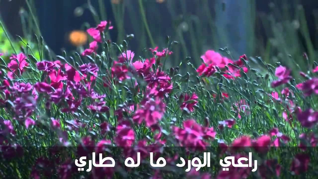 عبارات عن الورد - اجمل الكلام ف حب وعشق الورود 1447 4