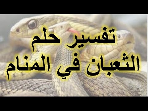 تفسير رؤية الثعبان في المنام - تفسير الحلم بالثعبان 2949 3