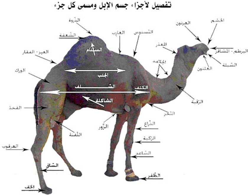 فوائد حليب الناقة - شرب حليب الناقة 2369