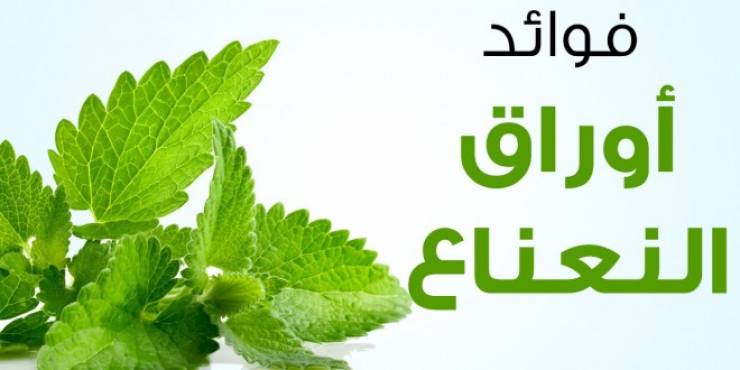 نباتات لها فائدة - فوائد النعناع الاخضر 1044