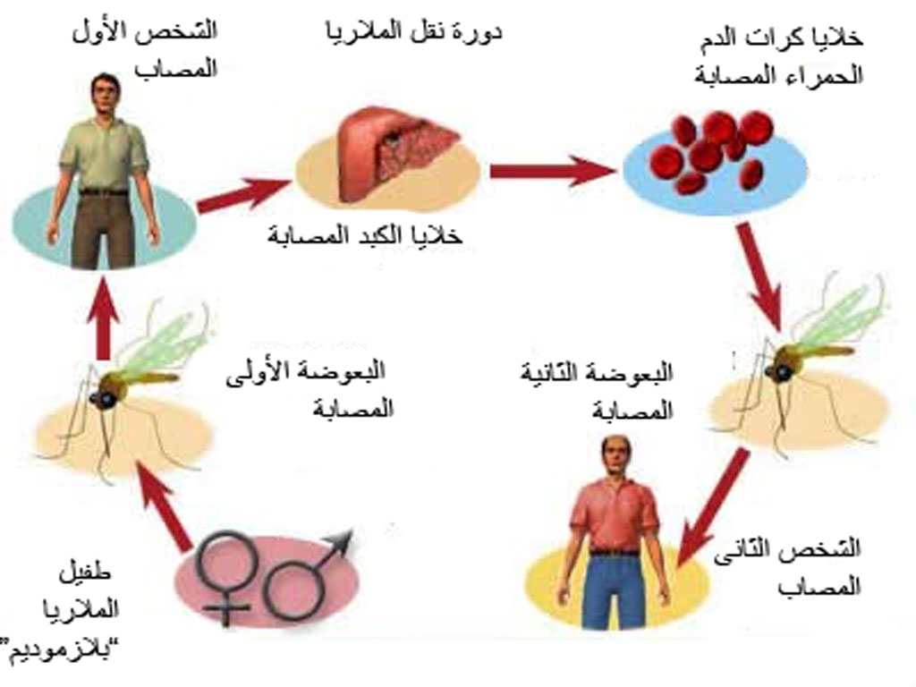 مرض الملاريا , معلومات هامة لاعراض الملاريا