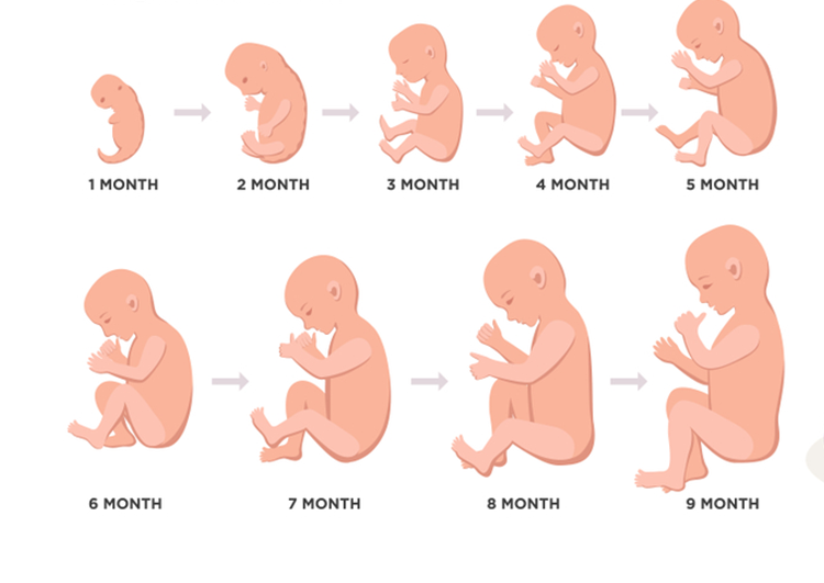 مراحل تكوين الجنين بالصور من اول يوم - الجنين من اول يوم للشهر التاسع 4116