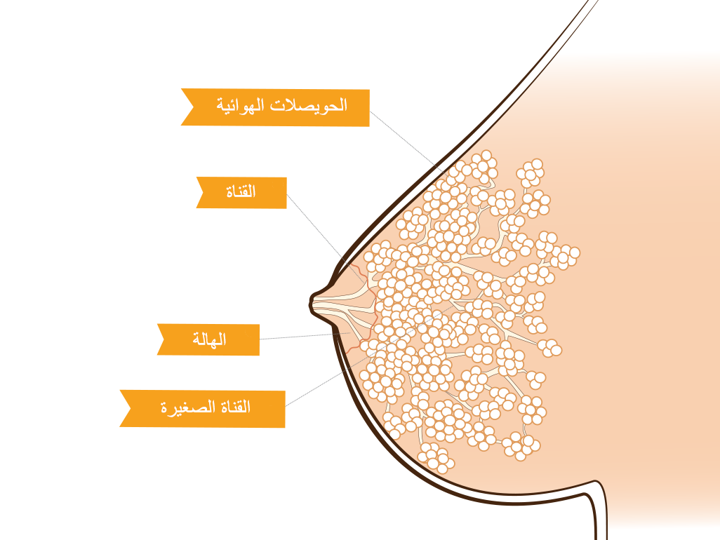 انواع ثدي المراة بالصور , معلومات علميه عن ثدي المراه بالصور