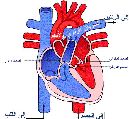 صور قلب الانسان - تعربف قلب الانسان بطريقة علمية 6362