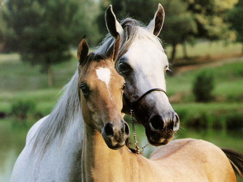 خيل عربي اصيل - اصالة الخيل العربي وجماله 1741 5