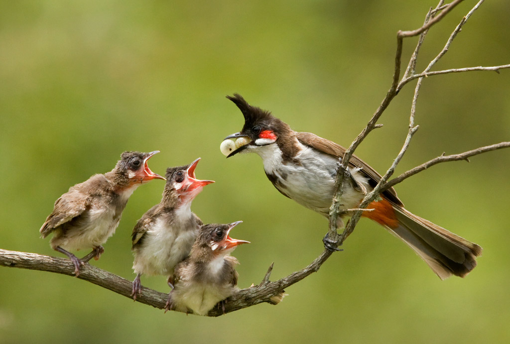 صور بلابل - اجمل صور لطائر البلبل الجميل- 5841 11